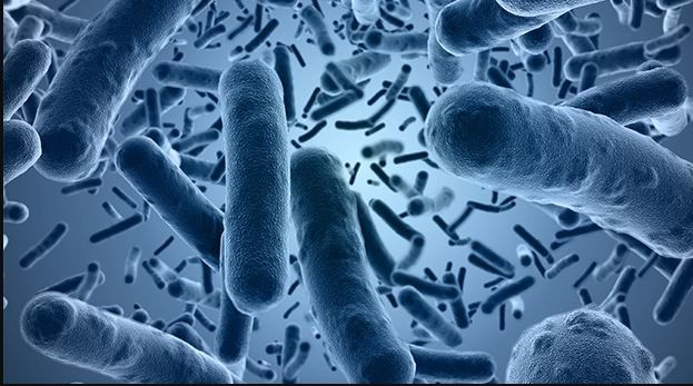 Importance of Verification in Bacillus Cereus Analyzes in Foods